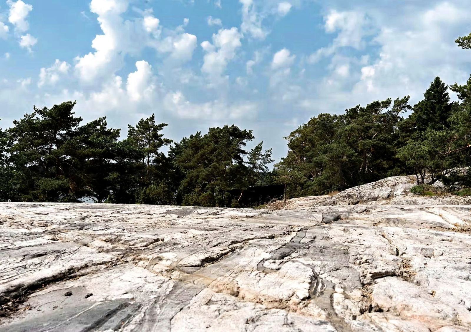 Smooth granite and old pines at the edge of the sea