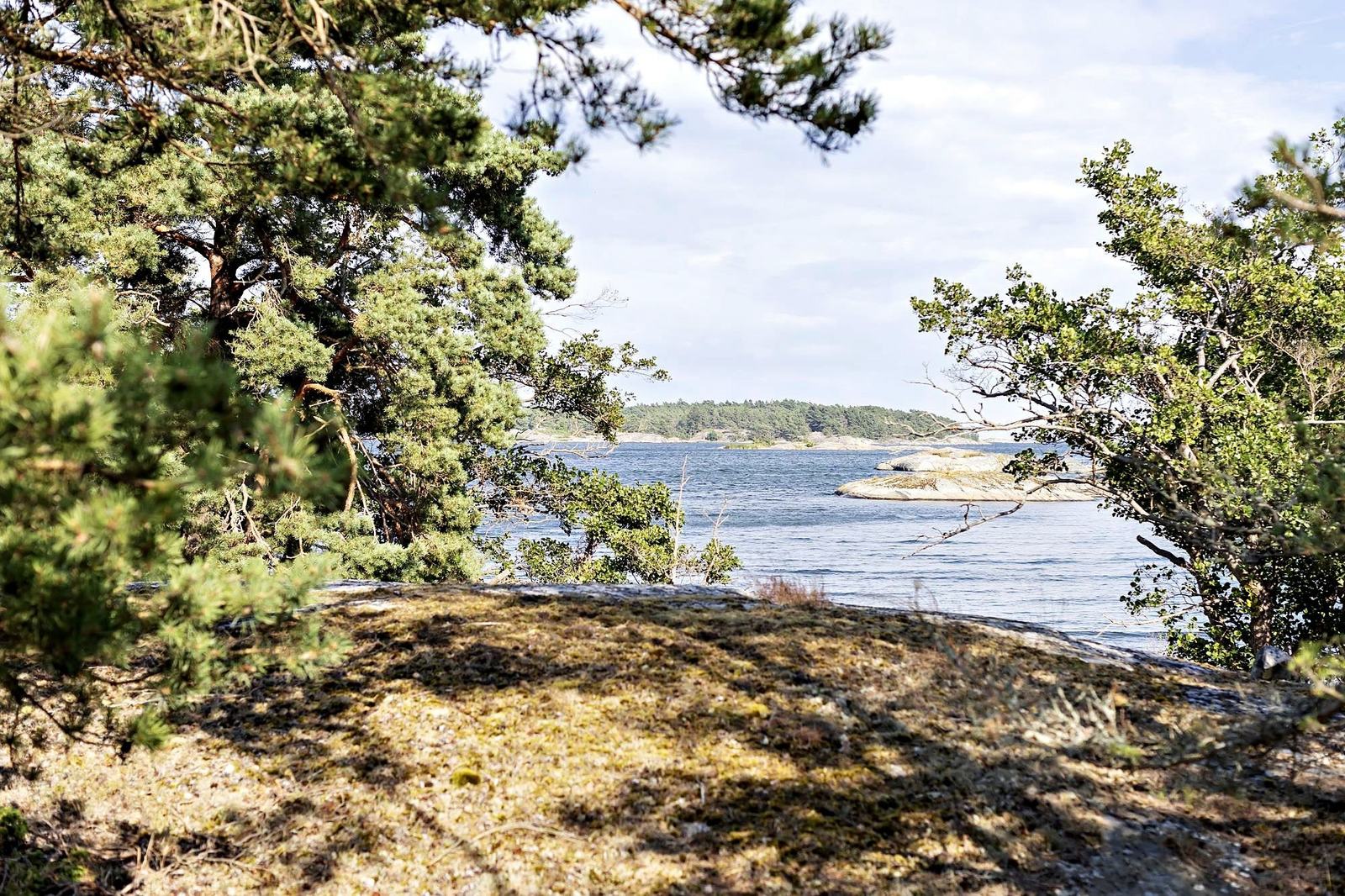 The sea glimpsed between old pines from the island's rock